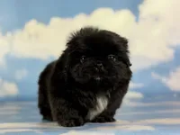 Akc pretzel DNA OFA GC sired, a male Pekingese for sale in East Sparta, OH – 7 of 9