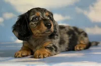 Akc LH Kirby DNA Clear chocolate carrier , a male Miniature Dachshund for sale in Canton, OH – 7 of 10
