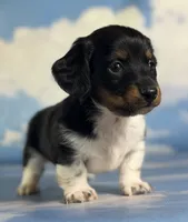 Akc Rory PRA clear chic certified parents, a female Miniature Dachshund for sale in East Sparta, OH – 2 of 6