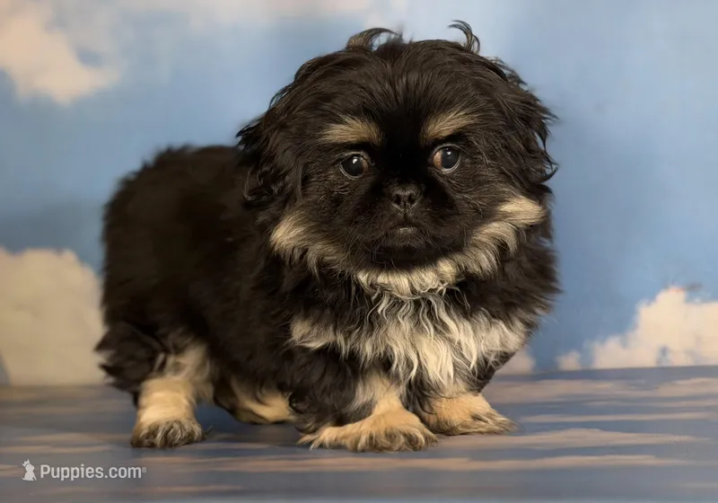 ACA dancer black and tan