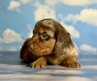 ACA lux LH DNA clear chic parents , a male Miniature Dachshund for sale in Canton, OH – 2 of 10