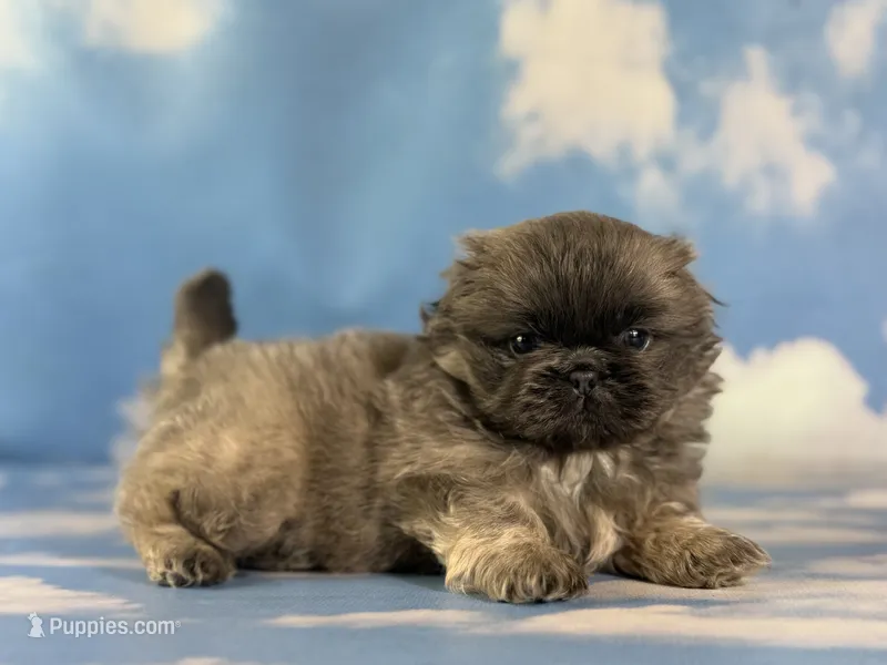 Akc Blue boy DNA OFA  – Pekingese puppy for sale in East Sparta, OH