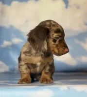 ACA Einstein LH PRA clear OFA Chic Parents, a male Miniature Dachshund for sale in Canton, OH – 8 of 10