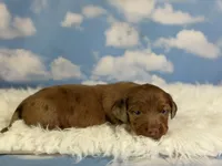 ACA Cassie red dappled LH parents are chic and DNA clear , a female Miniature Dachshund for sale in Canton, OH – 4 of 9