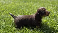 Akc Kassandra PRA clear OFA LH, a female Miniature Dachshund for sale in Canton, OH – 2 of 4