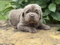 Puba DNA OFA, a male Newfoundland for sale in Canton, OH – 5 of 5