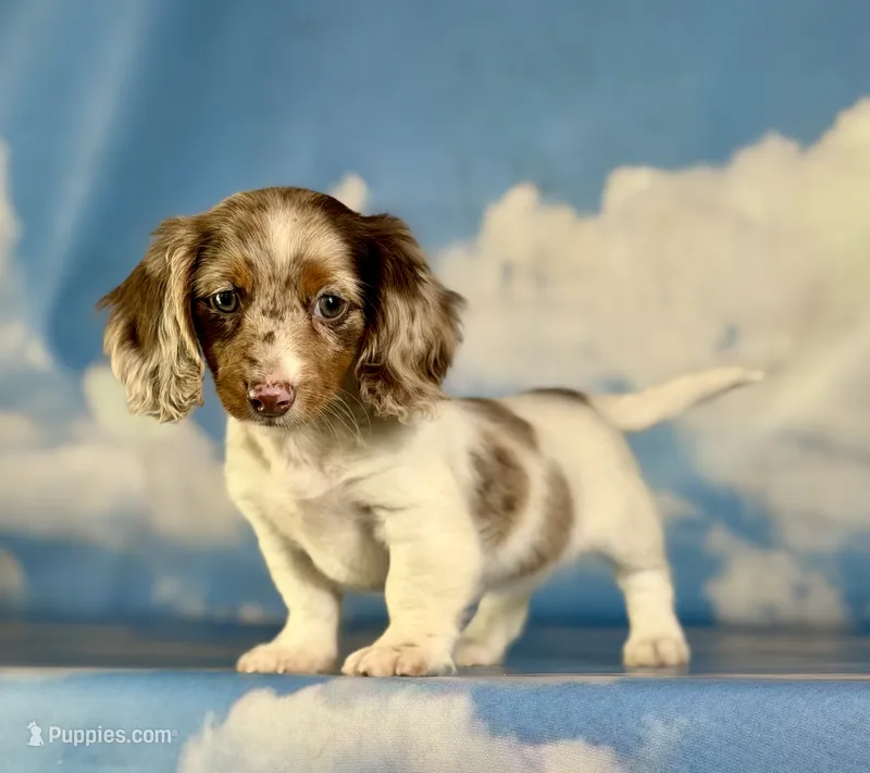 Akc marigold-PRA clear , a female Miniature Dachshund for sale in East Sparta, OH – 1 of 6