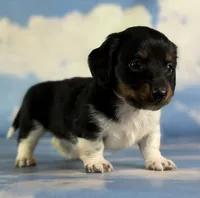 Akc Rory PRA clear chic certified parents, a female Miniature Dachshund for sale in East Sparta, OH – 6 of 6