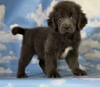 Phoebe DNA OFA Gray , a female Newfoundland for sale in Canton, OH – 9 of 9