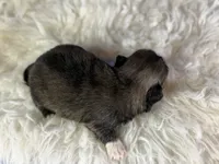 Akc pork chop DNA OFA GC sired, a male Pekingese for sale in Canton, OH – 6 of 8