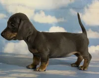 Akc Primrose SH blue and tan DNA OFA , a female Miniature Dachshund for sale in Canton, OH – 10 of 10