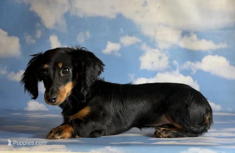 Quinn Akc LH tiny female  – Miniature Dachshund puppy for sale in Canton, OH
