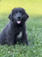Phoebe DNA OFA Gray , a female Newfoundland for sale in Canton, OH – 1 of 10