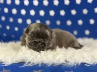 Akc Blue boy DNA OFA , a male Pekingese for sale in Canton, OH – 5 of 5