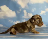 ACA Einstein LH PRA clear OFA Chic Parents, a male Miniature Dachshund for sale in Canton, OH – 2 of 8