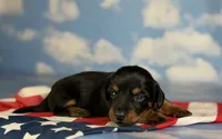 Akc petunia LH DNA OFA, a female Miniature Dachshund for sale in Canton, OH – 6 of 6