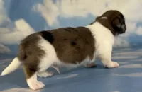 Akc Rogue LH PRA and Chic parents , a male Miniature Dachshund for sale in East Sparta, OH – 6 of 6
