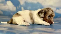 Vixen LH PRA clear OFA Chic parents, a female Miniature Dachshund for sale in East Sparta, OH – 6 of 7
