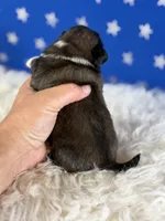 Akc Pickles DNA OFA GC sired , a male Pekingese for sale in Canton, OH – 5 of 7