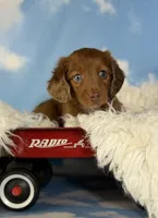 ACA Cassie one blue eye red dappled LH parents are chic and DNA clear , a female Miniature Dachshund for sale in East Sparta, OH – 10 of 10