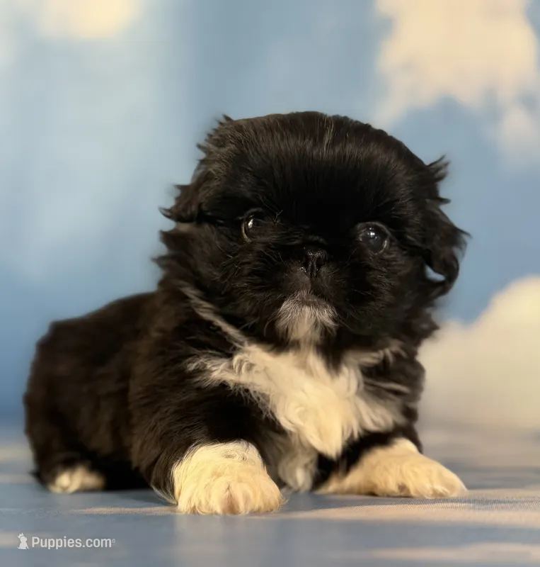 Akc Beyoncé DNA OFA  – Pekingese puppy for sale in East Sparta, OH