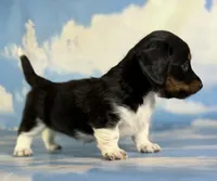 Akc Rory PRA clear chic certified parents, a female Miniature Dachshund for sale in East Sparta, OH – 5 of 6