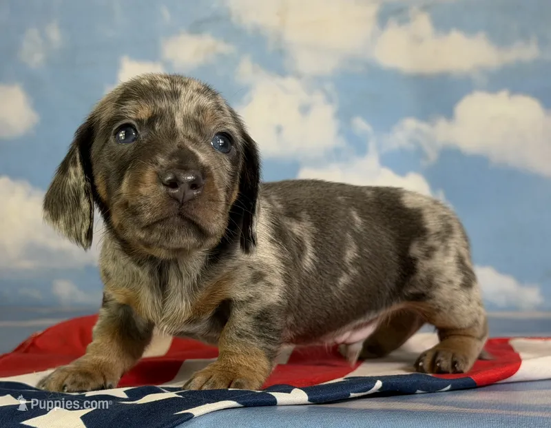 AKC pixel SH DNA OFA – Miniature Dachshund puppy on hold in Canton, OH