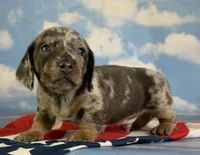 AKC pixel SH DNA OFA, a male Miniature Dachshund for sale in Canton, OH – 1 of 5
