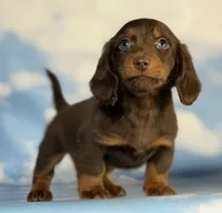 ACA Elliot LH PRA clear OFA Chic parents , a male Miniature Dachshund for sale in Canton, OH – 5 of 6