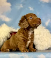 ACA Cassie one blue eye red dappled LH parents are chic and DNA clear , a female Miniature Dachshund for sale in East Sparta, OH – 9 of 10