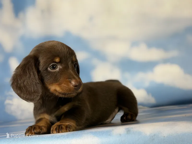 ACA Everest LH male PRA clear OFA Chic Parents  – Miniature Dachshund puppy for sale in Canton, OH