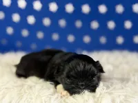 Akc Beyoncé DNA OFA , a female Pekingese for sale in Canton, OH – 3 of 7