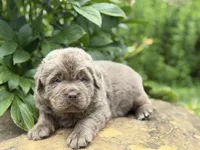 Puba DNA OFA, a male Newfoundland for sale in Canton, OH – 2 of 5