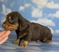 Luca LH ACA Chic parents dna clear , a male Miniature Dachshund for sale in Canton, OH – 4 of 5