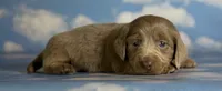 Aca lambchop LH DNA clear chic parents Isabella and tan , a male Miniature Dachshund for sale in Canton, OH – 2 of 10