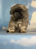 Akc Blue boy DNA OFA , a male Pekingese for sale in East Sparta, OH – 9 of 9