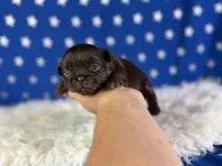 Akc Joco chocolate DNA OFA , a male Pekingese for sale in Canton, OH – 5 of 5
