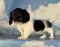 Akc Mandy PRA clear , a female Miniature Dachshund for sale in East Sparta, OH – 2 of 5