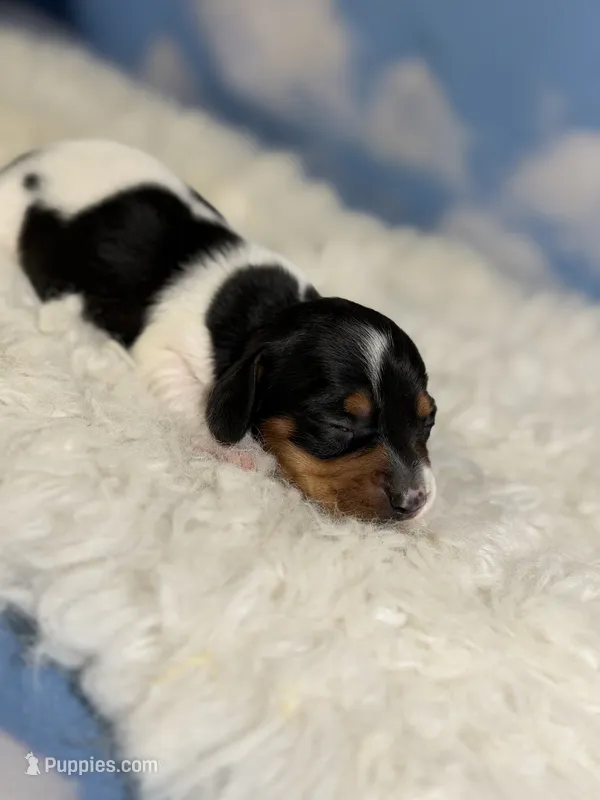AKC foxy SH Chic and DNA parents  – Miniature Dachshund puppy for sale in Canton, OH