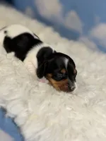 AKC foxy SH Chic and DNA parents , a female Miniature Dachshund for sale in Canton, OH – 1 of 9