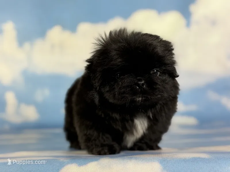 Akc pretzel DNA OFA GC sired – Pekingese puppy for sale in East Sparta, OH