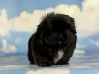 Akc pretzel DNA OFA GC sired, a male Pekingese for sale in East Sparta, OH – 1 of 9
