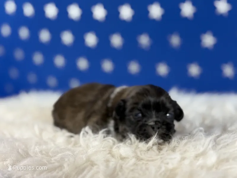 Akc Pickles DNA OFA GC sired  – Pekingese puppy for sale in Canton, OH