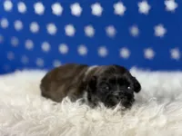 Akc Pickles DNA OFA GC sired , a male Pekingese for sale in Canton, OH – 1 of 7