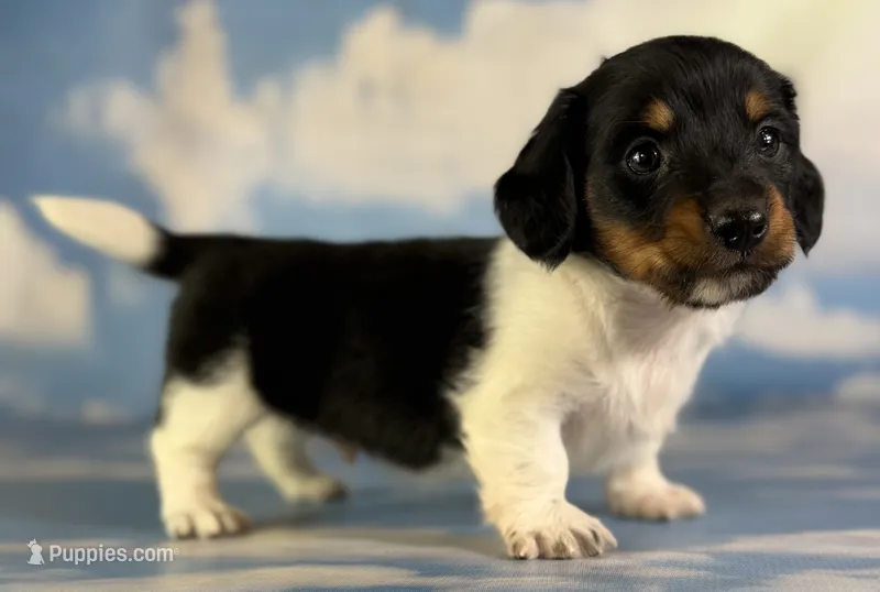 Akc Rolex LH PRA Chic parents  – Miniature Dachshund puppy for sale in East Sparta, OH