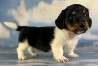 Akc Rolex LH PRA Chic parents , a male Miniature Dachshund for sale in East Sparta, OH – 1 of 5