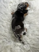 AKC Francesca SH Dappled Chic and DNA parents , a female Miniature Dachshund for sale in Canton, OH – 3 of 9