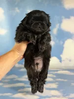 Akc Jet DNA OFA , a male Pekingese for sale in East Sparta, OH – 7 of 8