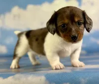 Akc Rogue LH PRA and Chic parents , a male Miniature Dachshund for sale in East Sparta, OH – 5 of 6