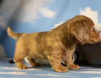 Aca Carlo red Dappled LH chic and PRA clear , a male Miniature Dachshund for sale in East Sparta, OH – 6 of 10